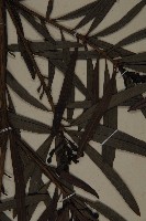 桃實百日青藏品圖，第4張