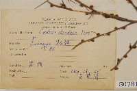 雪松藏品圖，第2張