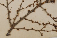 雪松藏品圖，第5張