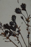 臺灣鐵杉藏品圖，第3張