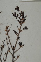 臺灣鐵杉藏品圖，第4張