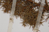 刺柏藏品圖，第3張