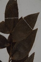 大葉羅漢松藏品圖，第3張