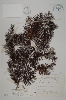 臺灣紅豆杉、紫杉、南方紅豆杉藏品圖，第1張