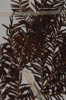 臺灣紅豆杉、紫杉、南方紅豆杉藏品圖，第3張