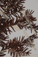 臺灣紅豆杉、紫杉、南方紅豆杉藏品圖，第4張