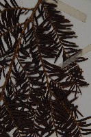 臺灣紅豆杉、紫杉、南方紅豆杉藏品圖，第5張