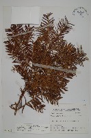 臺灣紅豆杉、紫杉、南方紅豆杉藏品圖，第1張