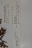 臺灣紅豆杉、紫杉、南方紅豆杉藏品圖，第2張