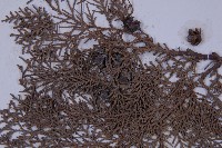 側柏藏品圖，第3張