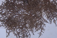 側柏藏品圖，第4張