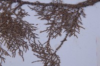 側柏藏品圖，第5張