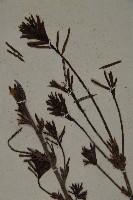 臺灣鐵杉藏品圖，第4張