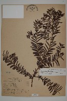 臺灣紅豆杉、紫杉、南方紅豆杉藏品圖，第1張