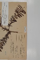 臺灣紅豆杉、紫杉、南方紅豆杉藏品圖，第2張