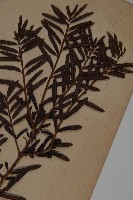 臺灣紅豆杉、紫杉、南方紅豆杉藏品圖，第3張