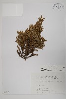 香青藏品圖，第1張