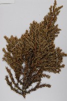 香青藏品圖，第3張