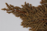 香青藏品圖，第4張