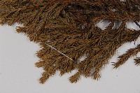 香青藏品圖，第5張