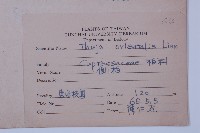 側柏藏品圖，第2張