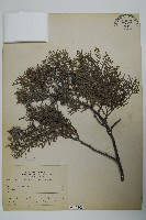 日本扁柏藏品圖，第1張