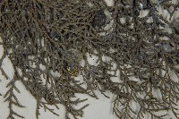 日本扁柏藏品圖，第4張