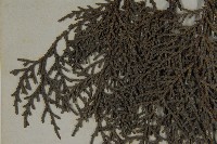 日本扁柏藏品圖，第5張