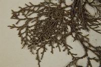 日本扁柏藏品圖，第4張