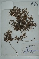 側柏藏品圖，第1張