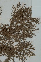 側柏藏品圖，第4張