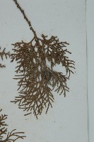 側柏藏品圖，第5張