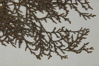 日本扁柏藏品圖，第3張