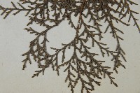 日本扁柏藏品圖，第4張