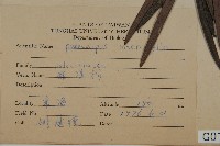 大葉羅漢松藏品圖，第2張