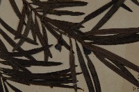 大葉羅漢松藏品圖，第3張