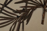 大葉羅漢松藏品圖，第4張