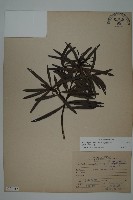 桃實百日青藏品圖，第1張