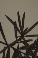 桃實百日青藏品圖，第4張