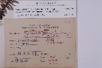 杉木藏品圖，第2張