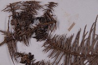 杉木藏品圖，第3張