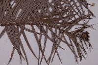 杉木藏品圖，第4張