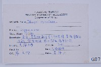 側柏藏品圖，第2張