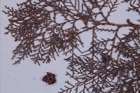 側柏藏品圖，第3張