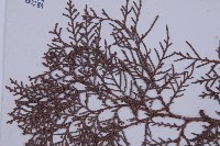 側柏藏品圖，第4張