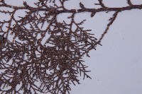 側柏藏品圖，第5張