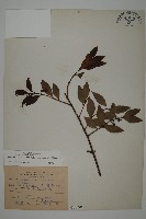 竹柏藏品圖，第1張