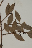 竹柏藏品圖，第3張