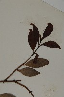 竹柏藏品圖，第4張