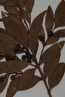 竹柏藏品圖，第3張